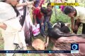 Inside The Small Village Where People Fearlessly Play With Poisonous Scorpions (Video)