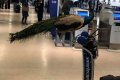 Drama At Airport As Woman Tries To Board A Plane With Her Peacock...Find Out What Happened Next (Photos+Video)