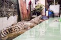 Unbelievable: This Family Has Been Sharing Their Home With A Huge Crocodile For Over 20 Years (Photos) 