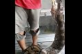 See The Shocking Moment A Giant Pet Python Swallowed Four Chickens And A Rat As Owner Feeds It (Photos)