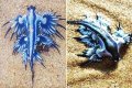 See The Mysterious Sea Monsters That Suddenly Appeared On Many Beaches In Their Hundreds (Photo)