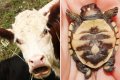 Impossible: Farmer In Serious Shock After His Cow Gave Birth To A Turtle (Photos) 