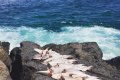 Mystery As A Dozen Baby Sharks Are Found Mutilated On A Popular Beach (Photos) 