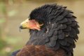 Residents In Total Shock As Mystery Hawk Almost Flew Away With 4-day-old Baby In Abia State