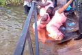 Bridesmaids Land Inside River As Bridge Collapses On Their Way To Wedding Reception (Video)