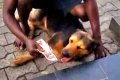 Too Hilarious! Nigerian Man Seen Training His Dog On How To Swallow Money (Photo)
