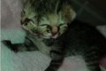 Cat Born with Two Heads and Three Eyes Uncovered (Photos)