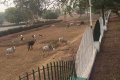 Cow Rights Now Superior to Human Rights - Man Says as Cows Invade Okpara Square in Enugu (Photos)