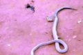 Bad Omen: How A Snake Swallowed Another Snake In Imo