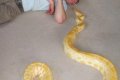 Shocker: Snake Lover Strangled To Death By His Own Pet Python Inside His House (Photos)