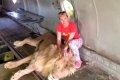 Moment Safari Park Visitor Poses With A Lion Seconds Before It Mauled Her (Photos)