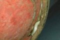 Man Raises Alarm After Finding A Snake Wrapped Under His Gas Cylinder (Photos)