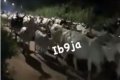 Residents Of Anambra Community Seen Chasing Away Herdsmen And Their Cattle At Night (Video) 