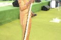 South African Prophet, Lesego Seen With A Cobra Snake During Church Service (Photos)
