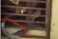 Cobra Killed In Unilorin