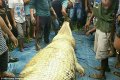 Shocking! Human Hand And Leg Found Inside A Giant Crocodile