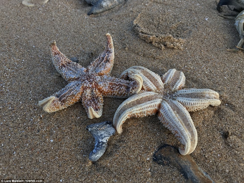 Морская звезда ростов. Кайо Гильермо морские звезды. Морская звезда. Морская звезда на берегу. Морская звезда на побережье.
