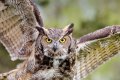 Owls Are Not Witches: See Some Facts You Did Not Know About Them