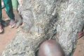 Little School Boy Trapped In A Tree Cleft While Playing (Photo)