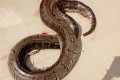 See What Happened To Big Python After It Killed A Pregnant Goat (Photos)
