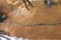 Strange Python Causes Stir Among Nigerian Villagers (Photos)