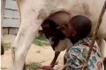 Two Young Herdsmen Sucking Cow Breast In Abuja (Disturbing Photos) 