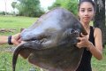 Cobra, Shark, Heron & More: Woman Arrested For Killing, Filming & Eating Endangered Animals (Photos)