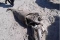 Shock As Mysterious Sea Creature Appears On A Beach (Photos) 