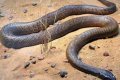 Lagos OAP Raises Alarm As 2nd Most Deadliest & Poisonous Snakes Invade Lekki (Photo)