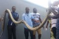 Massive 13ft Python Snake Killed Inside A House In Port Harcourt (Photos)