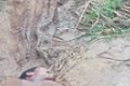 Horror As Corpses Of Two N*ked Ladies Are Found Dumped By The Roadside With Organs Cut-off (Photos)