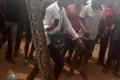 Man Guns Down Huge Python After It Swallowed His Dog In Anambra (Photos) 