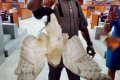 Panic In Akwa Ibom Assembly As Owl Is Caught Inside The Chambers Amid Leadership Battle (Photos)