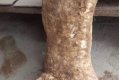 Check Out The Weird Yam Tuber That Got People Talking (Photo)