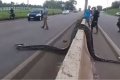 Shocker: Huge Anaconda Crossing A Road Causes Major Traffic (Photos+Video)