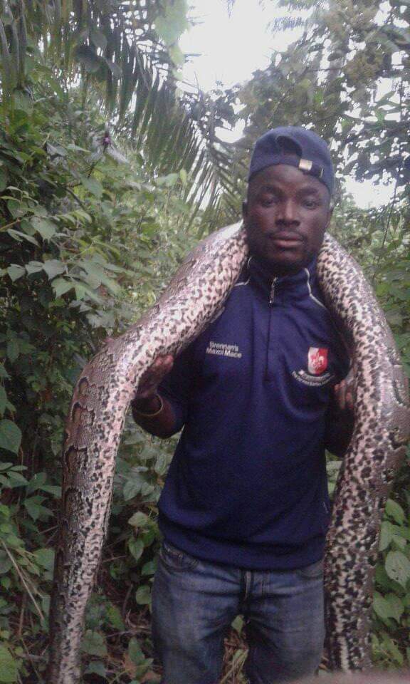 See The Huge Python A Hunter Killed In Osogbo (Photos)
