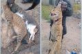 Drama As Man Kills Two Suspicious Cats In His Bedroom (Photos)