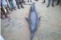 Dolphin Caught In Odi, Bayelsa State (Photos) 