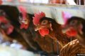 3,000 Chickens 
