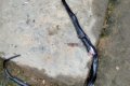 Nigerian Man Finds Deadly Cobra In Bedroom (Photos)