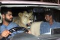Unbelievable! Meet The Brothers Who Live And Drive Around With A Lion Called Simba (Photos) 
