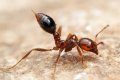 Ants Allegedly Sting Two Babies To Death In Cross River Hospital