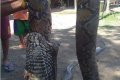Giant Cobra Kills And Swallows Huge Python In Philippines Village (Photos) 