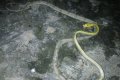  Ikorodu Flood: Long Snake Killed Yesterday In Lagos (Photos) 