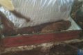Unbelievable! Family Discovers Corpse Buried 41 Years Ago, Fresh And Intact In Ondo Community