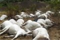 Ondo Police Speaks On Death Of Over Thirty Cows