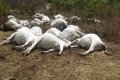 Revealed: What Actually Caused The Death Of 36 Cows In Ondo