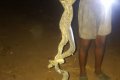 The Moment Man Killed A Dangerous Snake That Entered His Compound (Images)
