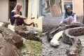 Unbelievable! Meet The 14-Year-Old Girl Who Has Six Giant Pythons As Her Pets (Photos) 