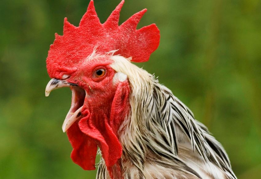 Kano Court Orders Killing Of 'Noisy' Cockerel For Disturbing Neighbours